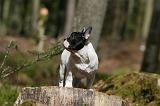 BOULEDOGUE FRANCAIS 1031